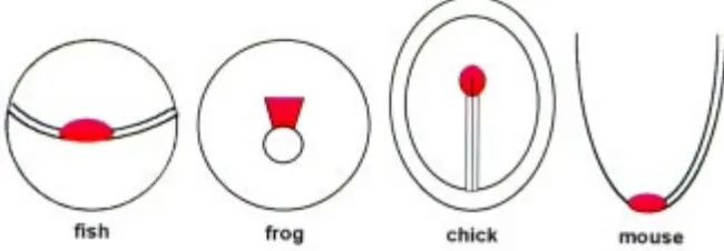 Fig. 1. Position of the organizer in four differentvertebrate classes.dorsal side of the equator), the organizer (red) is centeredon the embryonic shield; in the frog (viewed obliquelyfrom the blastopore – circle), the organizer extends fromthe dorsal lip 