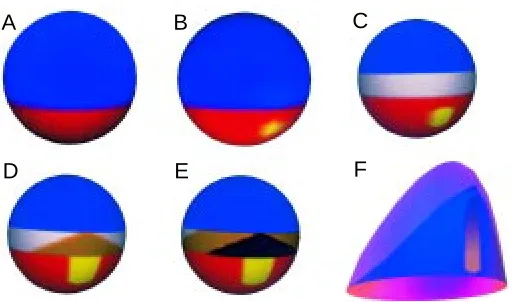 Fig. 1. Schematic representation of the steps in axis formation. (A) First,
