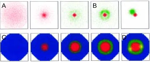 Fig. 2. Pattern formation, induction of a second “hot spot” and induc-tion of zones. (A)to the first if it is activated on long range and locally repressed by the first