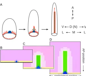 Fig. 4. Formation of the midline and enfolding of the AP