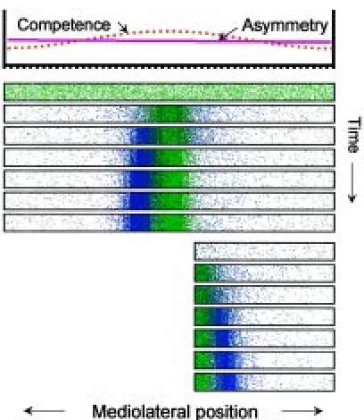 Fig. 5. Left-right pattern: simulations in the mediolateral plane. A highconcentration of an activator marks the midline (green)