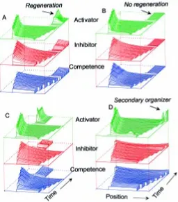 Fig. 6. Pattern formation and regulation in a system with fading The activator (green) is assumed to feedback on the compe-is slow and even distant cells maintain a certain competence, a new activatorrapidly, regeneration may be impossible in a distant fra