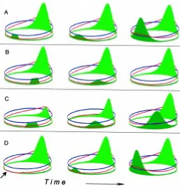 Fig. 7. Simulations demonstrating regulatory properties of an organiz-ing region. (A)implanted closer to the organizing region, even a stronger activation will beopposite to the endogenous organizer can induce a full activation
