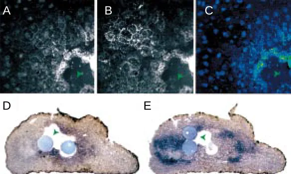 Fig. 2. The gradient of TGF-ββXeomes is activated by high concentrations of TGF-cence due to ratio and blue a low ratio