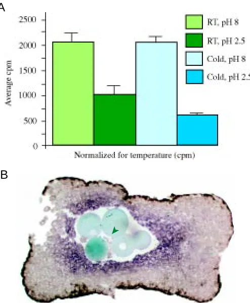 Fig. 3. (A) Ligand-receptor internalization is reduced when cells are culturedfollowing subtraction of the background binding of was analysed in duplicate per experiment and the results combined from athen washed to remove unbound ligand