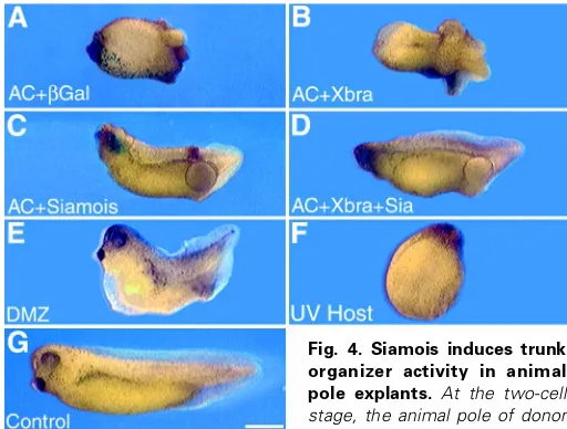 Fig. 4. Siamois induces trunk
