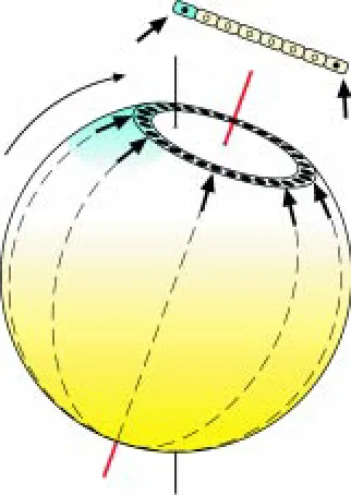 Fig. 1. Two influences on the axial specification of the early chickembryo. (dashed lines) of the yolk sphere
