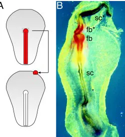 Fig. 5. A classical organizer transplantation experiment in the chickembryo. (A)periphery of a cultivated chick embryo is depicted schematically