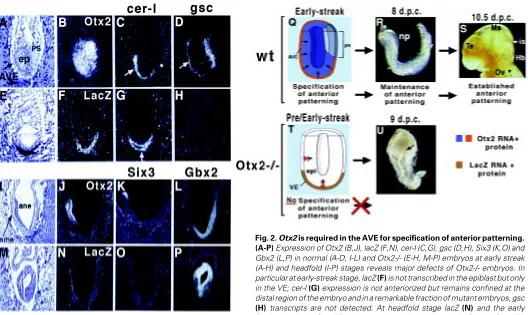 Fig. 2. Otx2 is required in the AVE for specification of anterior patterning.
