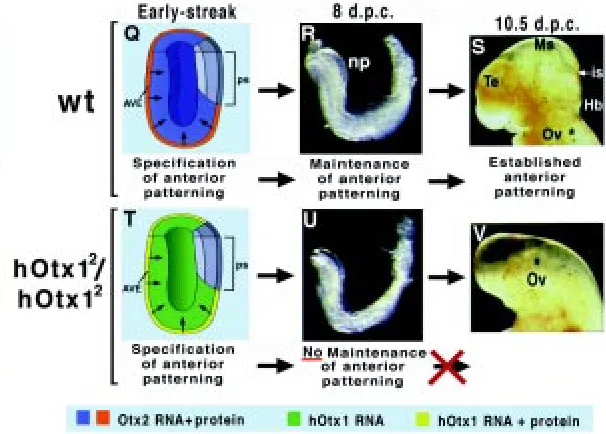 Fig. 3. VE-restricted translation of hOtx1 suggests sequential requirements