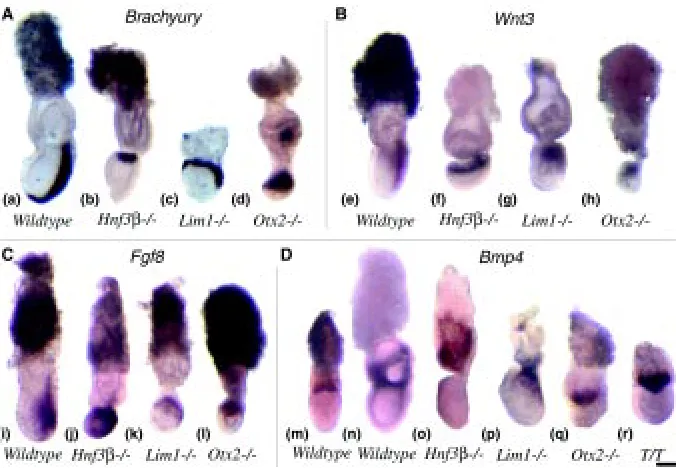Fig. 2. Expression of the left and distal is down. Scale bar, 200 embryos. Note the expression of T, Wnt3 and Fgf8 in the proximal region of the mutant embryos, andExpression of molecular markers of the primitive streak and extraembryonic tissues.(A) T, (B