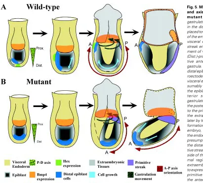 Fig. 5. Morphogenetic tissue movement