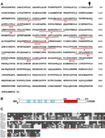 Fig. 1. Predicted amino acid sequence of Xwig1 and homology with putative proteins encoded bydifferent vertebrate ESTs.Schematic representation of Xwig1