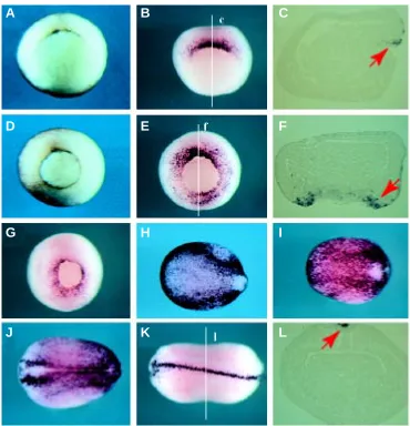 Fig. 3. Xwig1 is expressed in epithelialcells of the Spemann-Mangold organ-rulation sis was usedpigmented embryos to show the blastoporeporal expression of Xwig1 during early rim