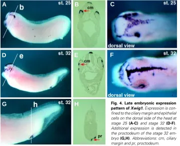 Fig. 4. Late embryonic expression