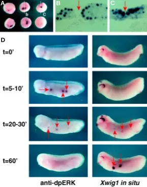 Fig. 5. Xwig1 transcription is activated in response to embryonic epithelialwounding.Transverse sections of embryos displayed in activation compared to the transient phosphorylation of ERK-1 and –2, visualizedby anti-dpERK staining, in response to lateral 