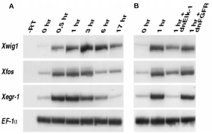Fig. 6. Wounding-induced activationof Xwig1 is partially dependent onXfos and Xegr-1 activation in explantedXfos and Xegr-1 activation in responsecontrol caps (0 and 1 hr) and capsto ectodermal wounding in dissectedinjected with dominant-negative Elk-1gast