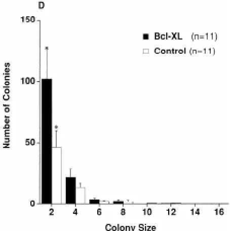 Fig. 8. Expression of testatin/cresp in a 12.5 dpc testis. A section of a