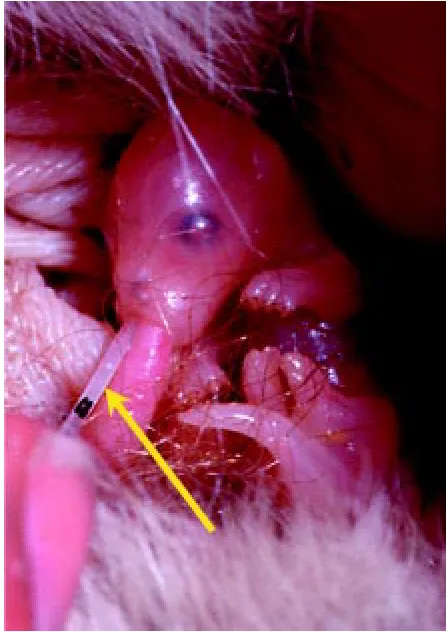 Fig. 2. inserted beside the teat (yellow arrow) The pouch young drinks thehormone in with each suck of milk