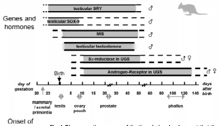 Fig. 3. Fluorescence in situ hybridisation localisation (FISH) of genes on tammarchromosomes