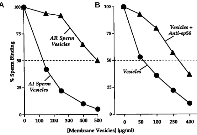 Fig. 3. Effect of anti-sp56