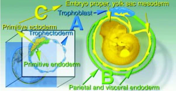 Fig. 1. Fate of the first embryonic lineages established in the blastocyst. (A)