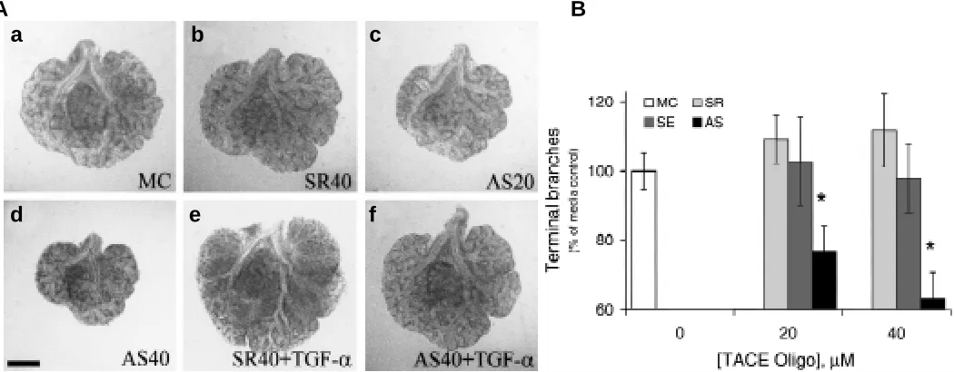 Fig. 3. Abrogation of endogenous TACE gene expression using TACE antisense oligonucleotide inhibits embryonic lung branching(f)