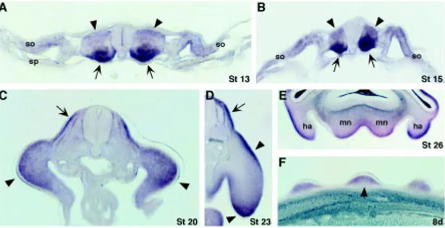Fig. 3. Sections of chick embryos stained for cTwist by whole mount in situ hybridization