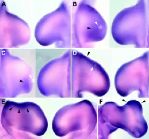 Fig. 4. Whole mount in situ hybridizations of cTwist after different Ectopic expression of cTwist 16 hours after implantation of a bead(E-F)This ectopic expression is maintained 48 hours after implantation, when4cTwist expression 12 hoursafter AER removal