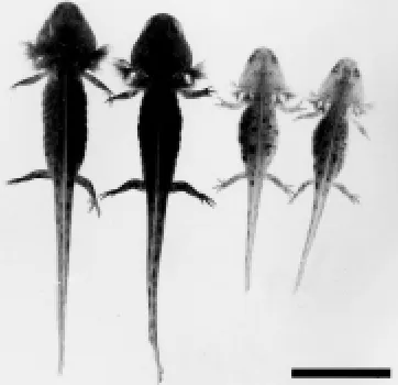 Fig. 1. External views of 2-season-overwintered, third-year larvae andlarvae under the age of 1 year of Hynobius retardatus.larvae (left) were much larger in body length than larvae under the age of1 year (right), although they were of the same development