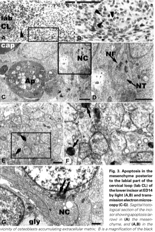 Fig. 3. Apoptosis in the
