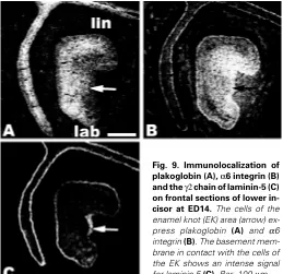 Fig. 8. Immunolocalization of α(A-C),6 integrin γ2 chain of laminin-5 (D-F) and BP230