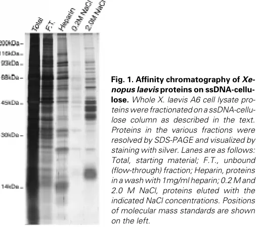 Fig. 2. Immunoblot analysis of X. laevis and human proteins with anti-