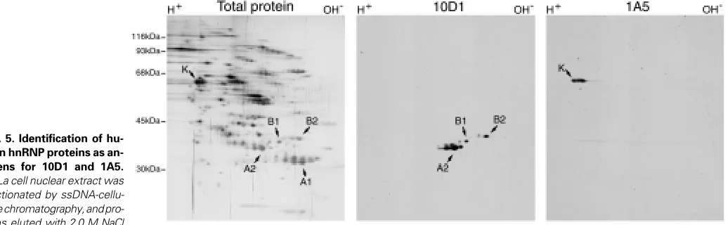 Fig. 4. Two-dimensional gel