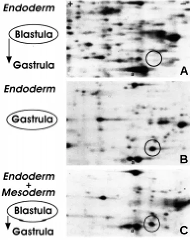 Fig. 3.␣ Endoderm-mesoderm interaction is necessary for PNUDCsynthesis.stage. labeled blastula or gastrula