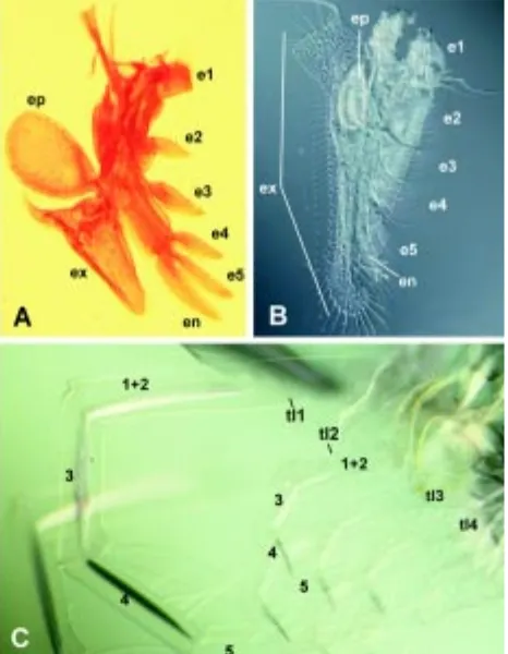 Fig. 1. Light microscopy of adult trunk limbs of two ‘large branchio-pods’ and one predatory cladoceran to show diversity of trunk limbsepipod; ex, exopod; tl1-4, trunk limbs 1-4; arabic numbers 1-5 refer tolimbs 1 (left) is not shown