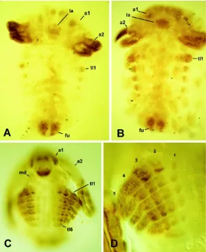 Fig. 6. Embryonic stages of Leptodora kindtii (Distal-less immunostaining). (A) EarlyAbbreviations: a1, antenna 1; a2, antenna 2; fu, furcae; md, mandible; tl1, trunk limb 1; tl6,stage 1