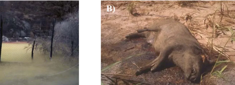 Fig.  2.2 A)  CO 2   ‘lake’  in  the  Amiata  region.  The  gas  accumulation  has  been  made  visible by igniting a smoke bomb in the morphological depression