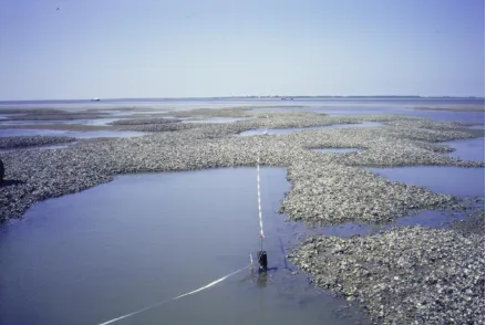 Figure 1: Wadden Sea mussel bed (Photograph provided by Norbert Dankers).