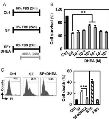 Figure 1 Effect of DHEA inhibited starvation-induced proliferation  inhibition in vitro