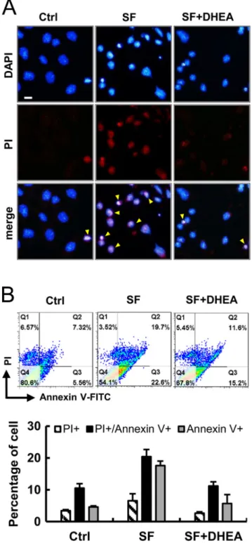 Figure 2 DHEA protects granulosa cells against apoptosis and  necrosis. (A) Cells were stained with Hoechst 33342 (blue) and PI  (red) for live-cell imaging and monitored