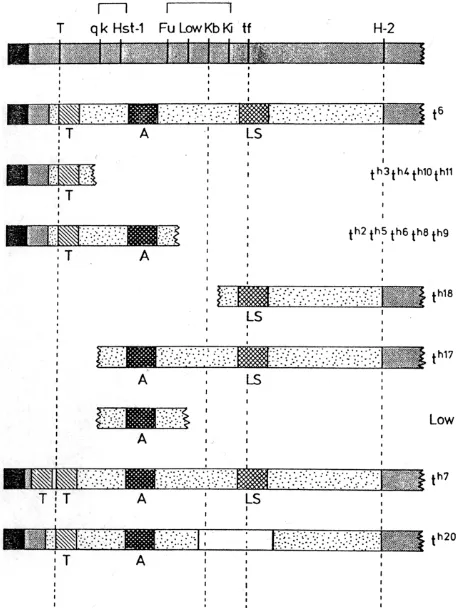 Fig. 1. Lyon and Mason’s interpretation of t-complex ratio factors. TheT-interaction, abnormal ratio, and lethality-sterility, respectively (Lyon andT, A and LS denote the approximate positions of the factors concerned infrom it