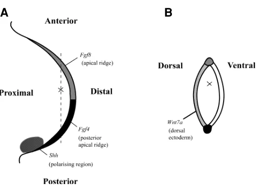 Fig. 1. Diagram to illustrate how the ideas of positional informationhave been applied in relation to a three-dimensional co-ordinatelimb bud taken along dotted line in (A) showing position of cell with respectwith respect to proximo-distal and antero-post