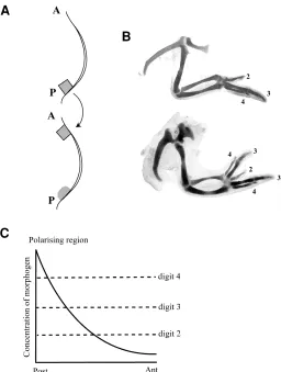 Fig. 2. Diagram to illustrate how the signalling properties of the A cube of mesenchyme was cut out of the posteriorto different morphogen concentrations