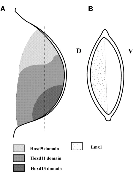 Fig. 3. Diagram to illustrate patterns of expression of genes encodingtranscription factors; these patterns are established as a result ofHoxd9 only