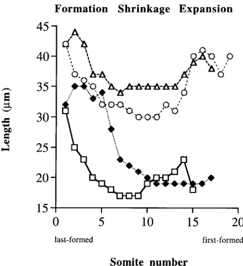 Fig. 1. Graph of the measurements of the rostro-caudal length of eachsomite in 2 normal and 2 A- quail embryos at 15-19 somite stages.last-formed somite is numbered 1, going caudally to the oldest somite17 somite embryo, numbered 15,17 or 19