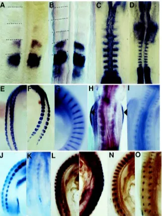 Fig. 3. Gene expression patterns in normal and A-somites.Down-regulation of fgf-4 expression in the somites of aEngrailed expression in a stage 19 normal quail embryo