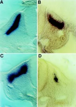 Fig. 4. Sections through myf5 and myogenin whole-mount in situhybridisations of stage 19 embryos