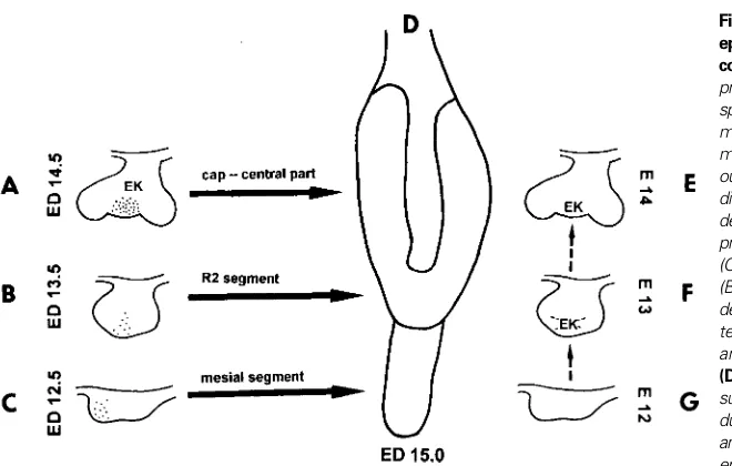 Fig. 6. succession of dental lamina sponding embryos is introduced either in ED (midnight beforeous segments consecutively appearing along the mesio-demonstrate localisation of apoptoses, which could be de-during the Marise from the top of the wide bud (F)