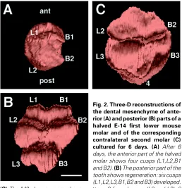 Fig. 2. Three-D reconstructions of